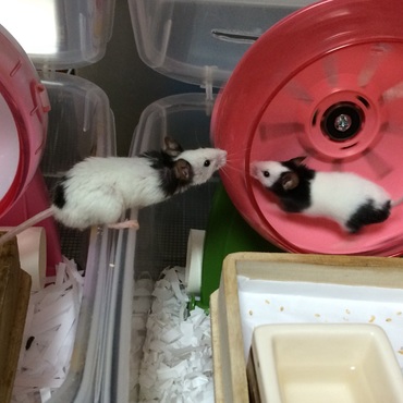 誠『ねぇ、何してるの？』 真『…』
