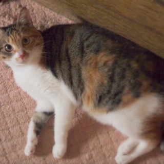 ツンデレのかわいいミケちゃんです。