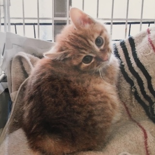 【ありがとうございました】可愛い茶トラ兄弟