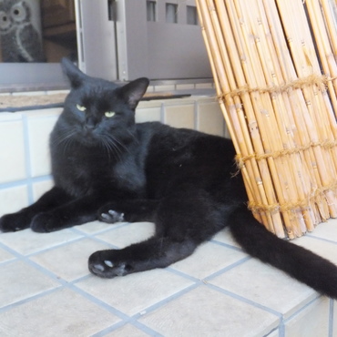 外猫小豆の長男きなこ。とても甘えん坊だったけど、26年11月より姿を消しました（涙）