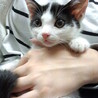 ラヴ、なつのお兄ちゃん？初代クゥちゃん。前年に生まれた3匹のお姉ちゃんと同じ里親様宅へ。