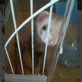 可愛がってくれる里親募集！