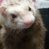 可愛がってくれる里親募集！ サムネイル3