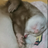可愛がってくれる里親募集！ サムネイル2