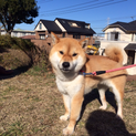 ちっちゃな純血柴犬「タロくん」4歳