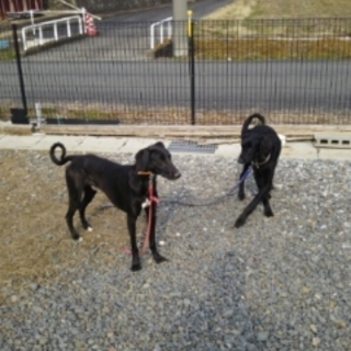 ワイマラナ－×サル－キ★グル＆メル兄弟★1歳