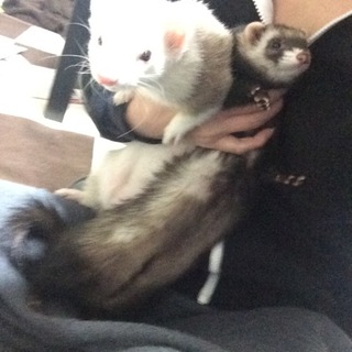 ２匹共お願いします。