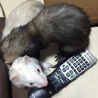 ２匹共お願いします。 サムネイル2