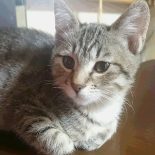 ラブリー子猫☆ラミちゃん