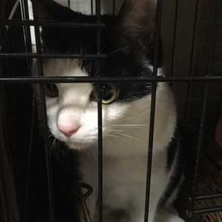 飼い主に放棄された猫ちゃん