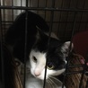 飼い主に放棄された猫ちゃん サムネイル2