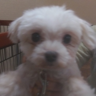 この子の家族を探しています