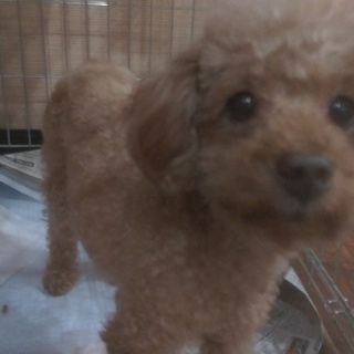 この子の家族を探しています