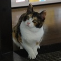 みんみん　小さいお子様のいないおうちを希望です