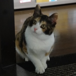 みんみん　小さいお子様のいないおうちを希望です