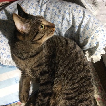 の写真