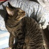 の写真