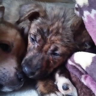 可愛いブリンドルトの女の子