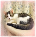 キジ白子猫　先住猫・犬がいるご家庭もOK