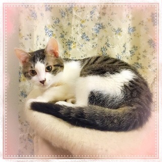 キジ白子猫　先住猫・犬がいるご家庭もOK