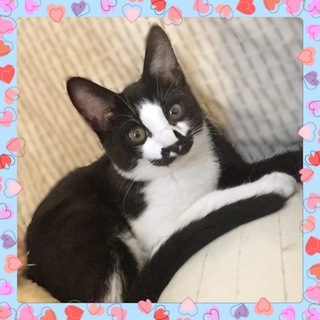 白黒子猫　先住猫・犬がいるご家庭も大丈夫です