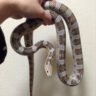 コーンスネークゴースト