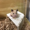 ハウスの使い方（笑）