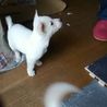 クリーム君素敵な里親様に巡り会いました サムネイル3