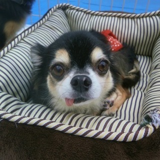 「よいち」甘えん坊です