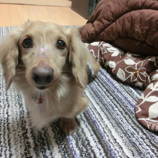 「直太郎」人は好きですが、犬とは相性次第です