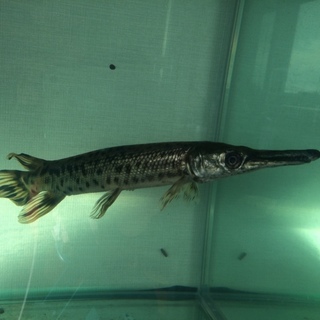 アリゲーターガー30センチくらいです