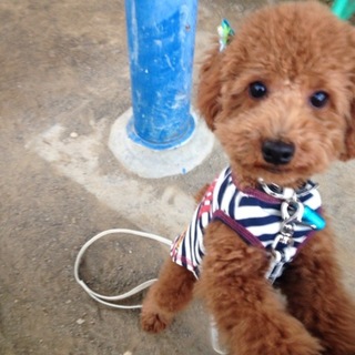 里親様募集してます