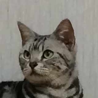 決定☆『ファン』家猫としての暮らしは初。