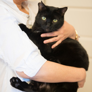 まるで仔犬　コロコロクロエ