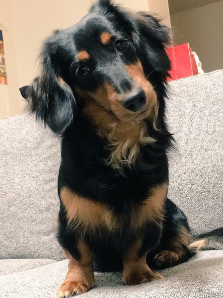ロコ