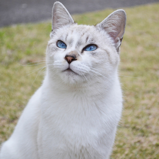 人懐っこい甘えん坊のシャム系の男の子