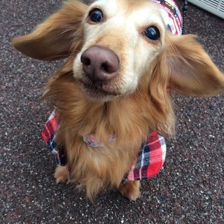 13歳の穏やかおばあちゃん