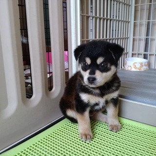 1ヶ月半くらいの女の子「メイちゃん」