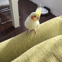 オカメインコルチノー♀