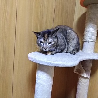 純和風猫！べっこう飴の様な美しさ