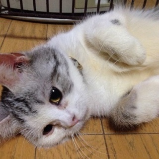 「ランちゃん」年齢３歳くらい☆女の子（一時停止）