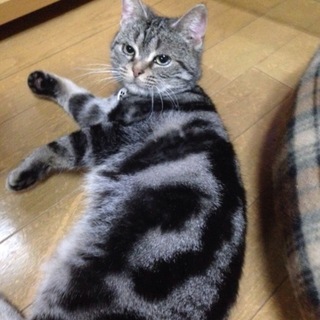 「スーちゃん」推定年齢３歳くらい☆女の子