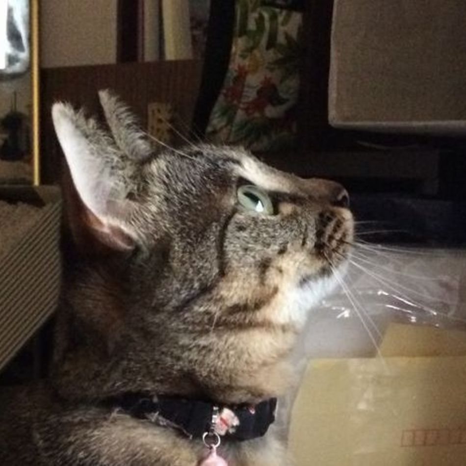 メミのカバー写真