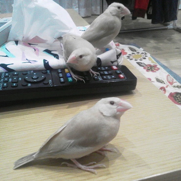 シナモン大人になりました。