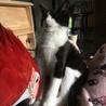 「肉球かいかいさして」