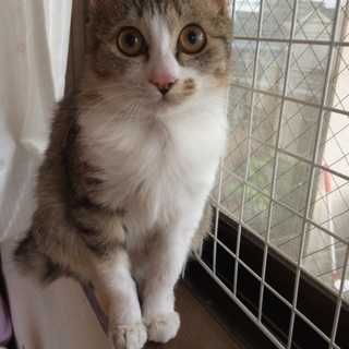 天使の羽模様あり！チビクリンちゃん！