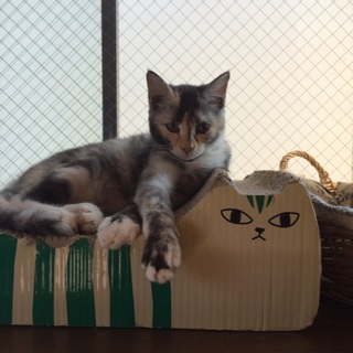 パステル三毛猫のリス子ちゃん！人が大好きです！
