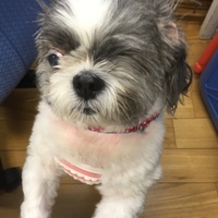 ちぃちゃん〔チーズ〕