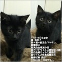 11月13日生まれ　子猫ちゃん　3匹