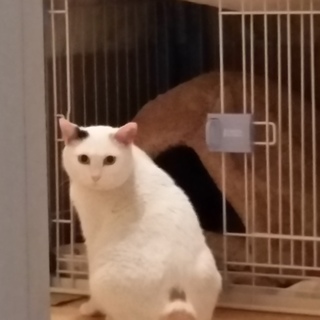 すりすり甘えん坊三毛です